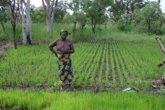 Seed-plot-during-weeding,-Togo