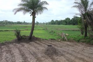 Land preparation Casamance & Daloa