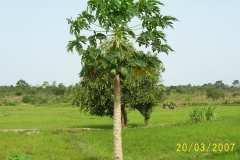 Photo-adzopé-yamoussoukro-154