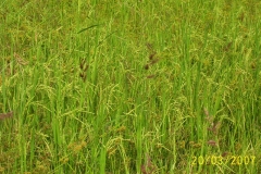 Photo-adzopé-yamoussoukro-156