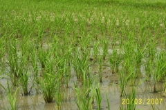 Photo-adzopé-yamoussoukro-254