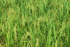 Rice-Photo-2