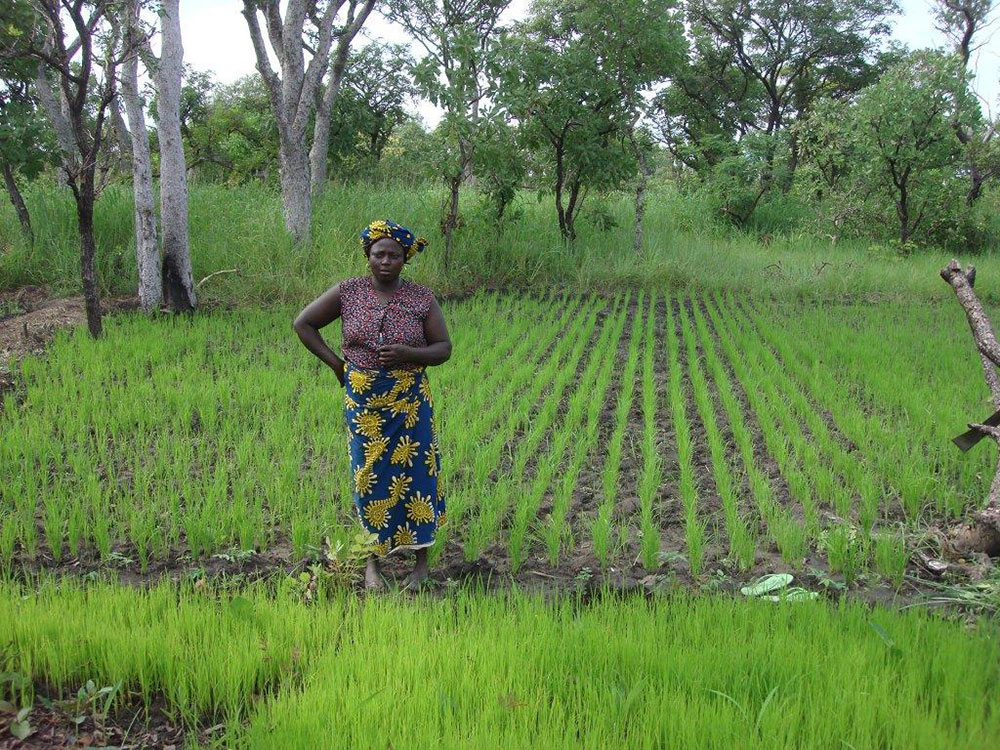 Seed-plot-during-weeding,-Togo