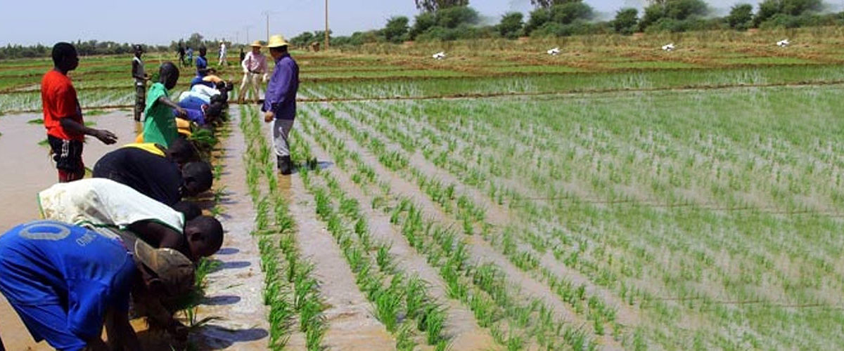 Development of an Integrated Rice Seed Sector in Sub-Saharan Africa ...
